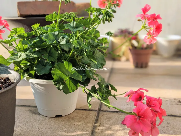 『垂葉天竺葵』又稱『蔓性天竺葵』