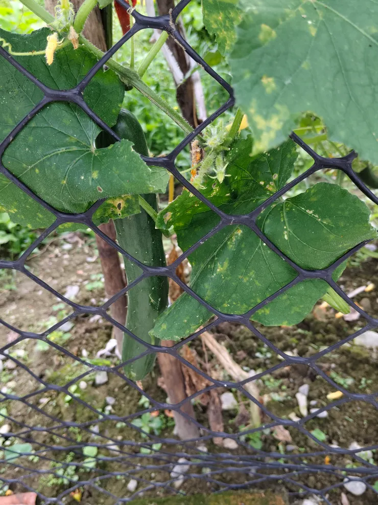 接近能採收期的小黃瓜