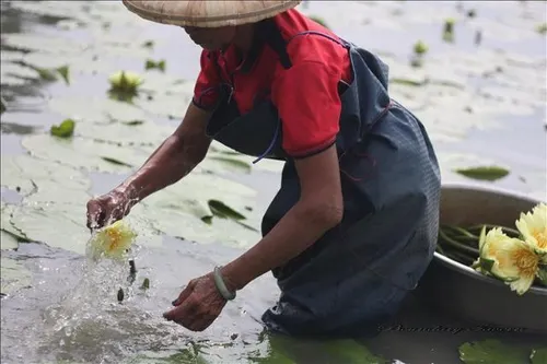 蓮鄉白河是香水睡蓮的重要產地。