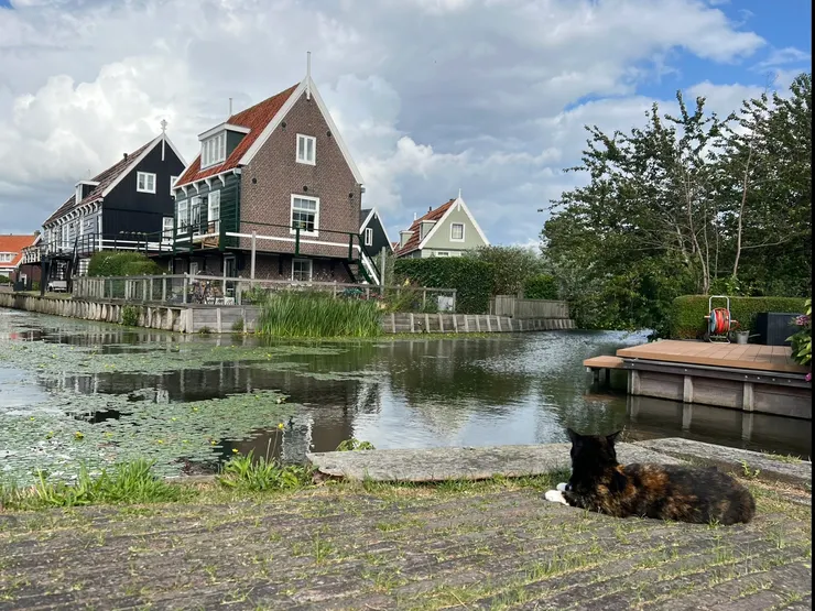 荷蘭的貓實在太可愛了