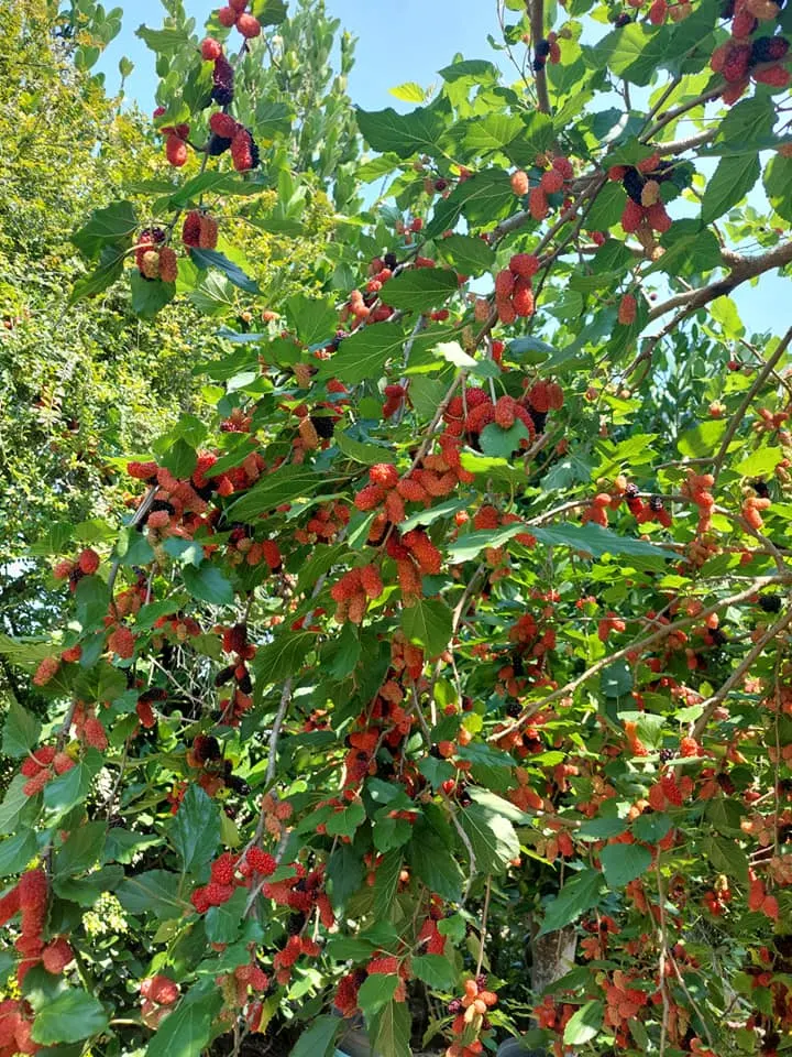 每到清明，累累豐碩的桑葚果子