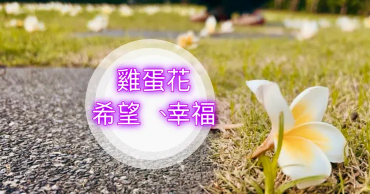 雞蛋花在泰國象徵著：幸福與希望