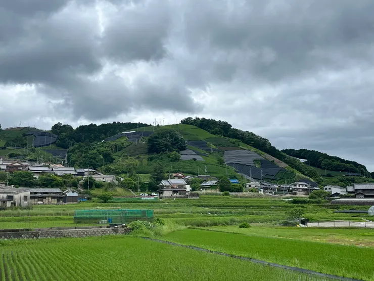 和束町(春)