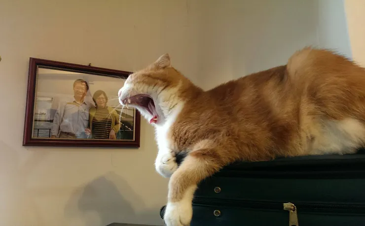 李家第一貓：黃小咪(李建崑攝影)