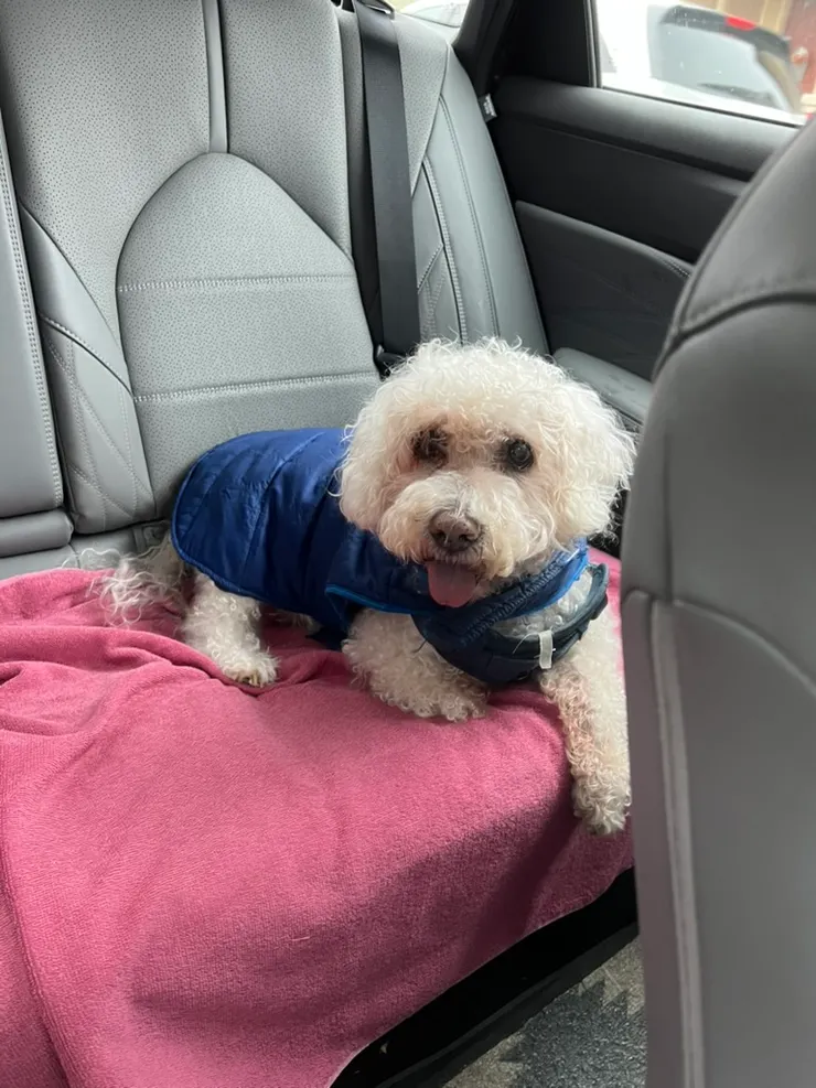 現在只有坐車出門，才願意在「外地」散步。那也行，我們就週末出去兜風散步囉！