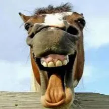 馬德里的馬的沙龍