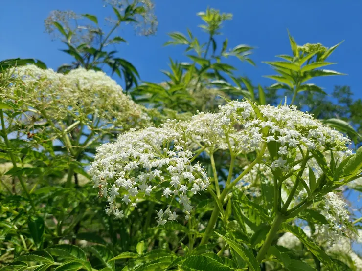 藍天下一叢叢西洋接骨木花序,美得很浪漫!