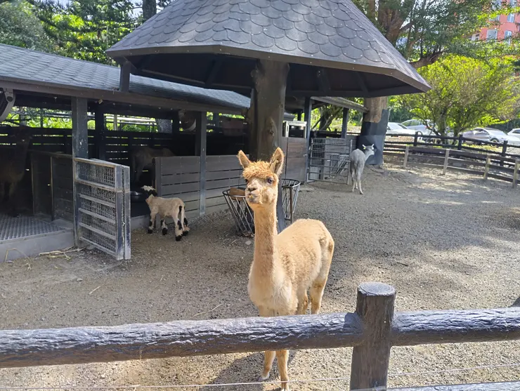 一入園就看到草泥馬跟笑笑羊
