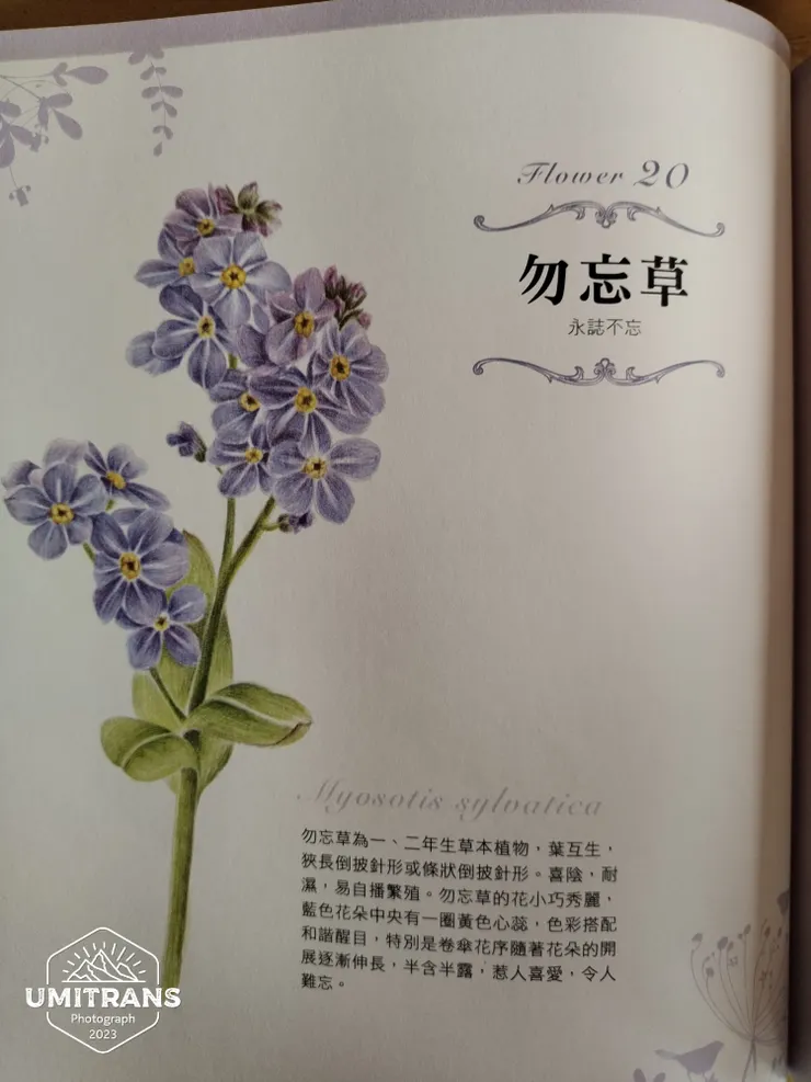 勿忘草 花語
