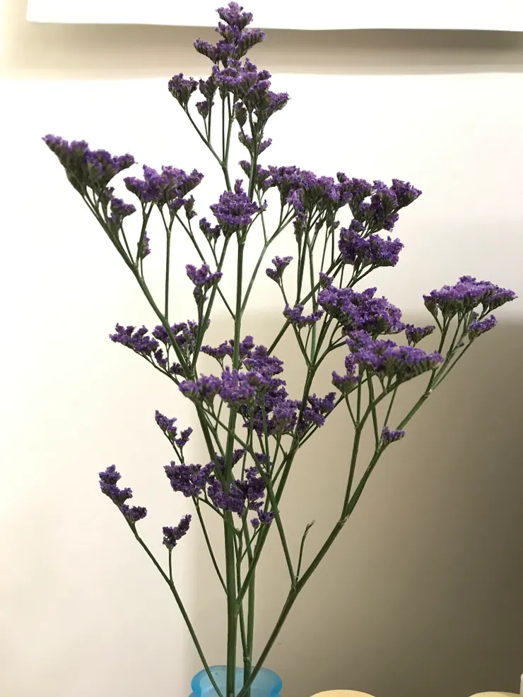 剛買回家時的星晨花