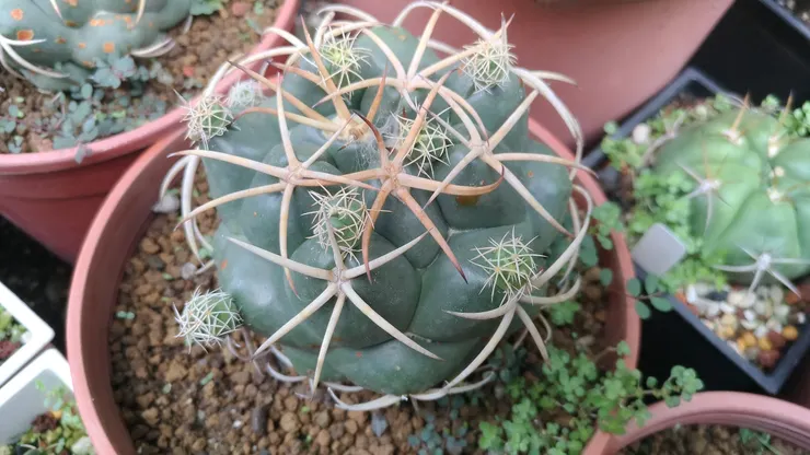 長側芽的象牙丸