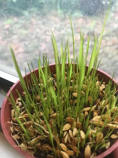 恭喜發財是發什麼？