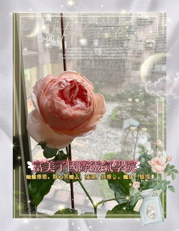 陽台親自栽種的玫瑰花🌹
