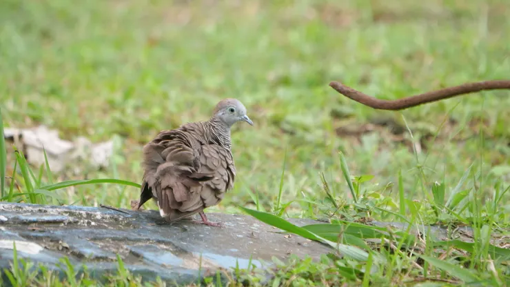 Zebra Dove 斑馬鳩 