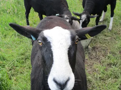 好賈！好甲！好假？