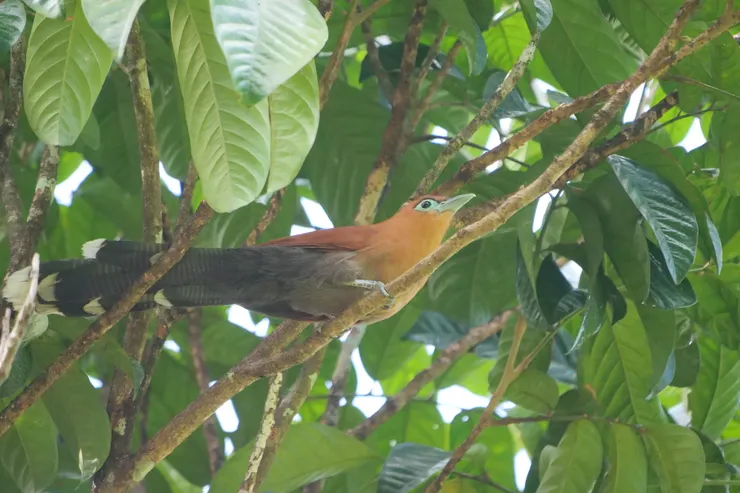 棕胸地鵑 Raffles's Malkoha （男）