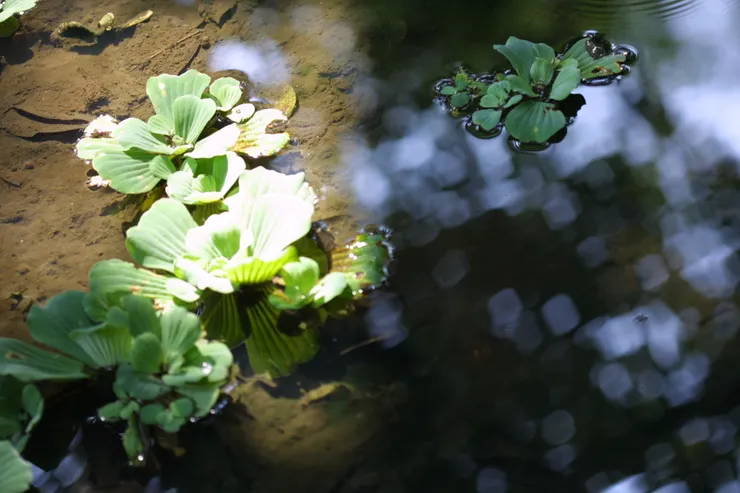 水中草