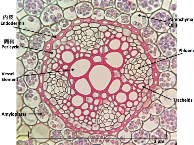 根的橫切面。By Sadierath - Own work, CC BY-SA 4.0