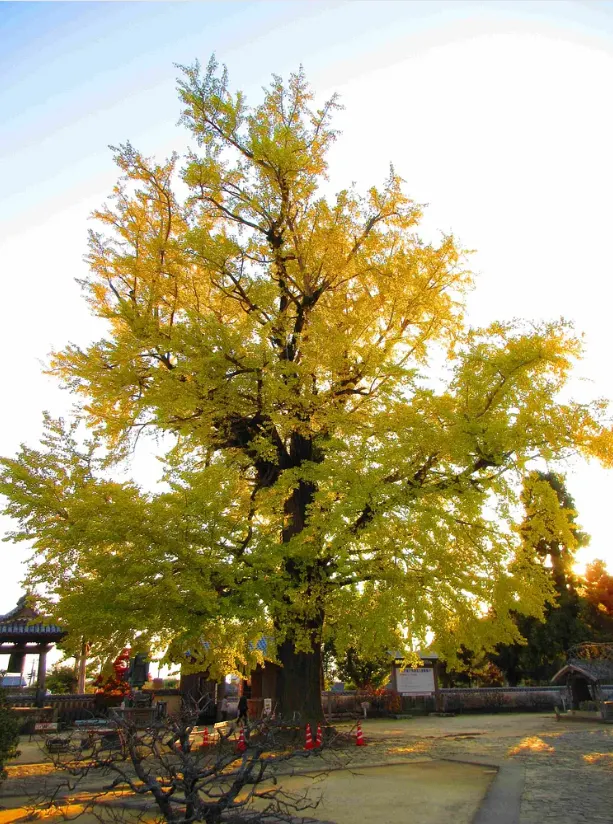第5番地藏寺 800年銀杏樹