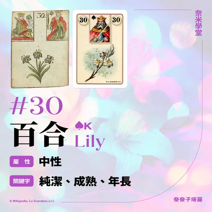 #30-百合 Lily