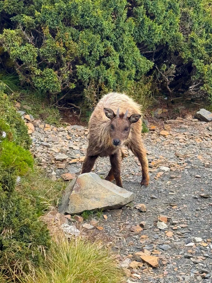 雪山主峰的小可愛！