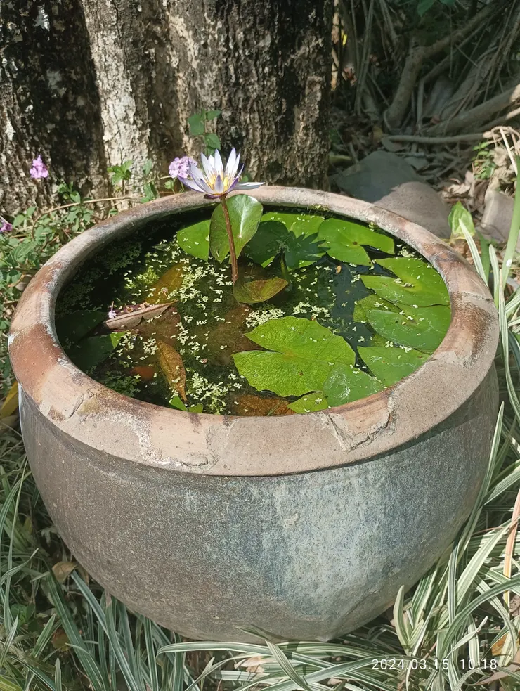 水缸植蓮