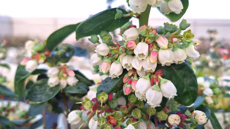 藍莓盛花，掛滿鈴鐺型花朵