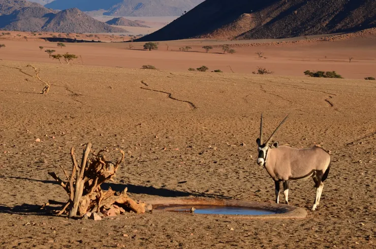 劍羚漂亮的長角