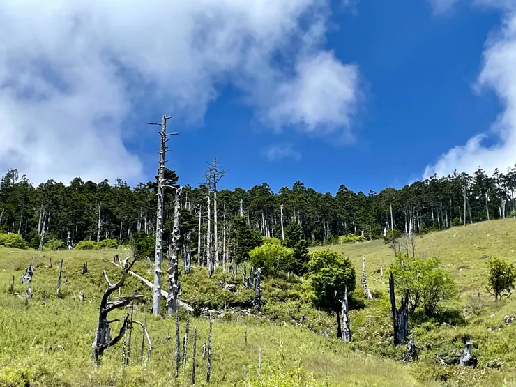 三六九山屋後坡鐵杉