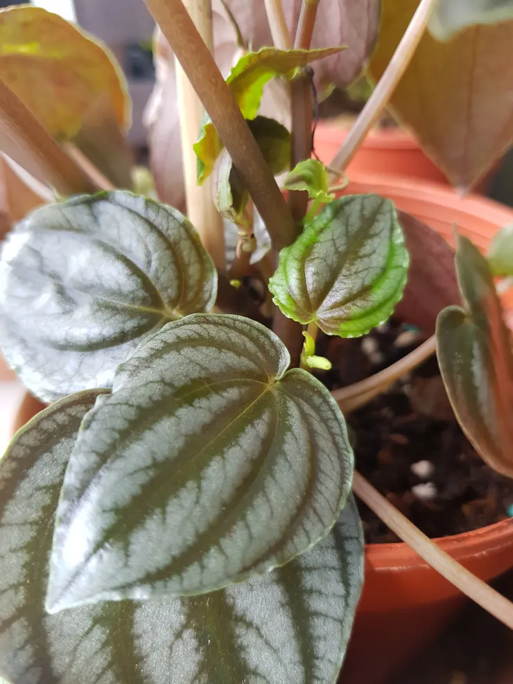 文長！看一點綠植放鬆眼球！