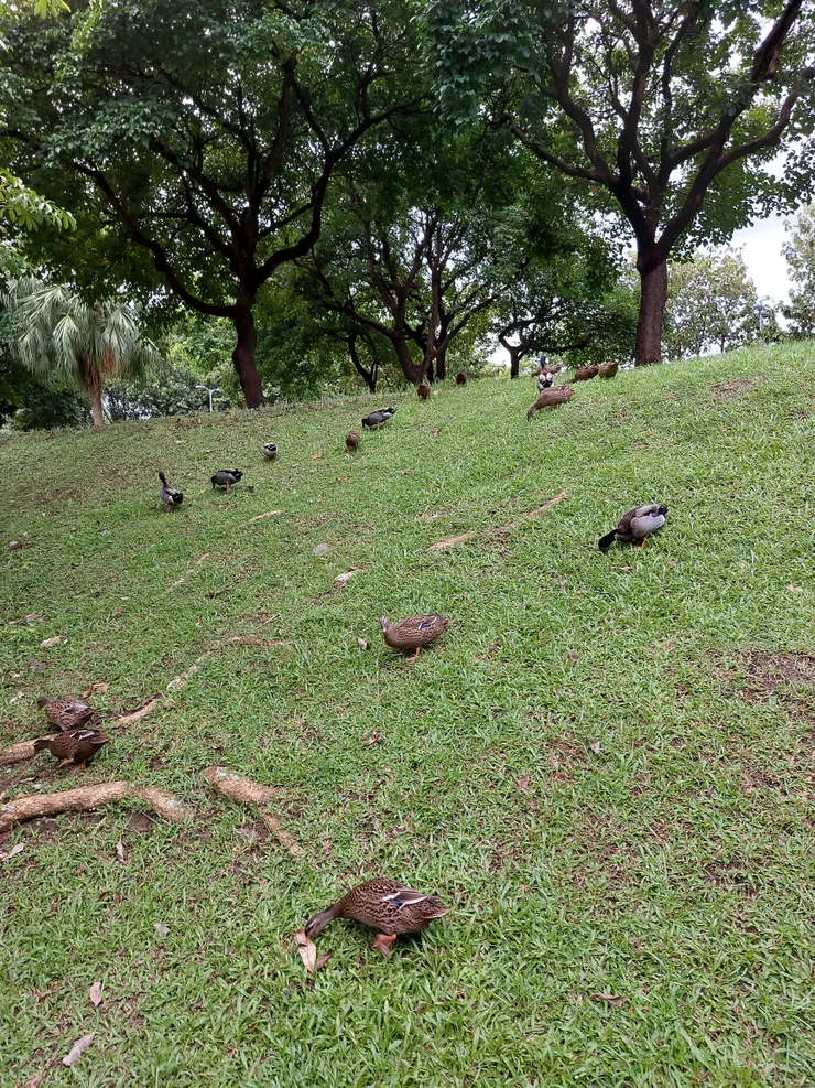 池塘旁的鴨子家族