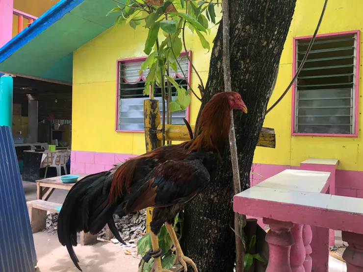 腳被綁起來的雞🐔