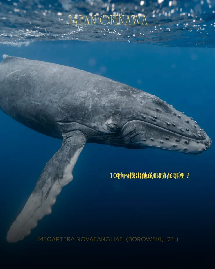 攝影｜𝖳𝖸𝖫𝖤𝖱 𝖳𝖠𝖭𝖠𝖪𝖠