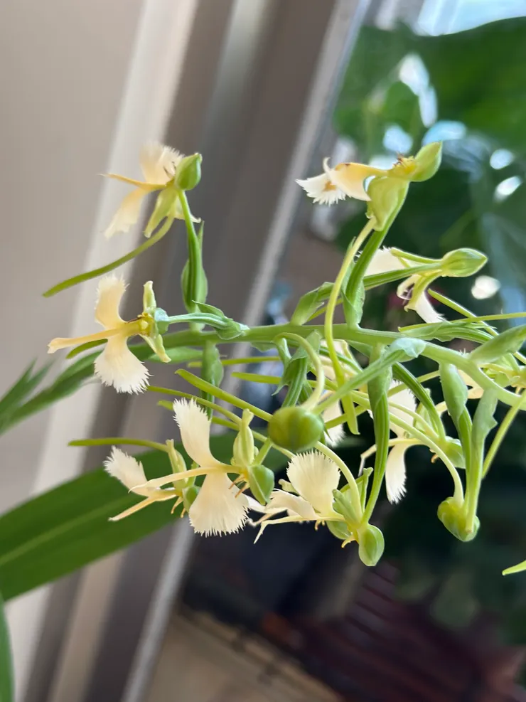 這種蘭花是玉鳳蘭,花形狀像鳥,只有在秋季的時候才會有,照顧方式陰涼散光處即可