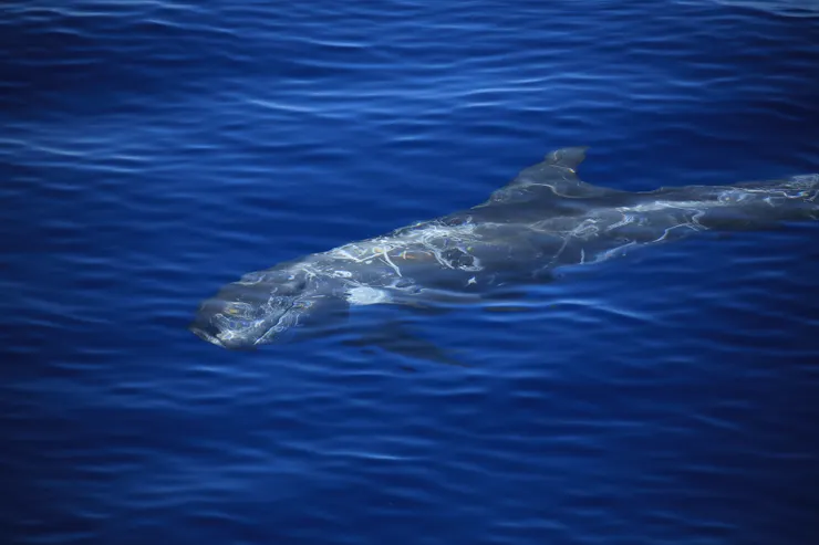 瑞氏海豚-國家地理雜誌