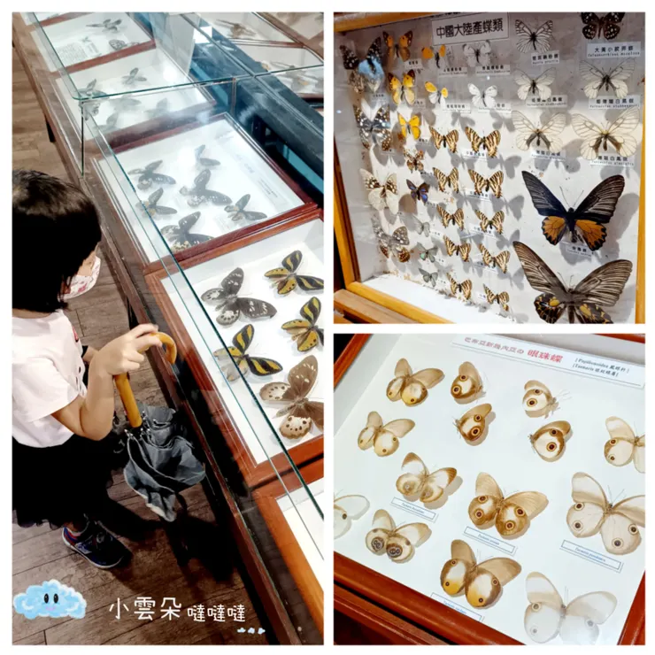 一參觀才知道這世界的蝴蝶如此之多、如此美麗！