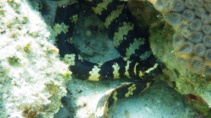 【飯島氏海蛇】帶有黑、黃相間的環紋(圖片來源:brentwhite1213)