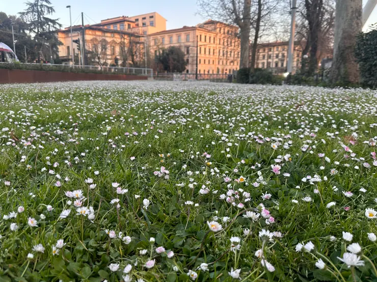 三月開滿地的小白花