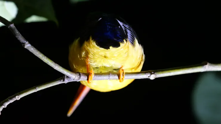 近距離看屁屁有一股可愛的壓迫感