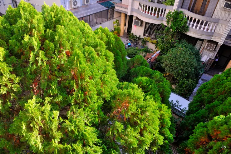 2022年1月，已決定翻新舊居，拍照留念。從3樓陽台俯拍庭院！提供清淨陰涼與綠意有誰不喜歡？