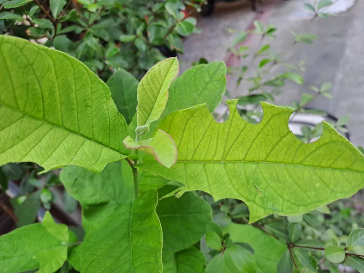 切葉蜂的切工相當不錯
