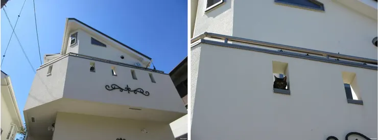 2024年碰到的貓咪