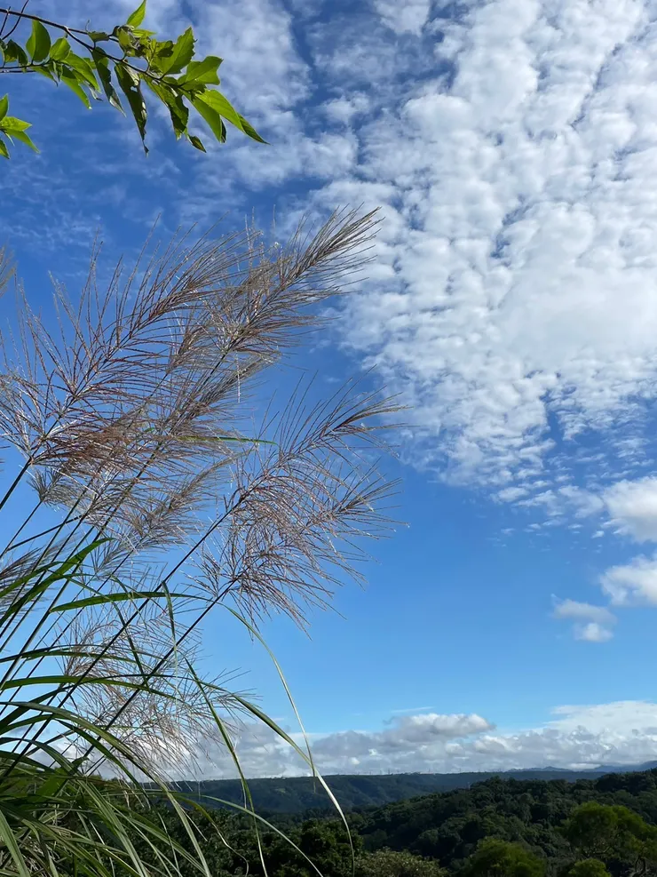 芒花、綠樹、白雲、藍天各自表述