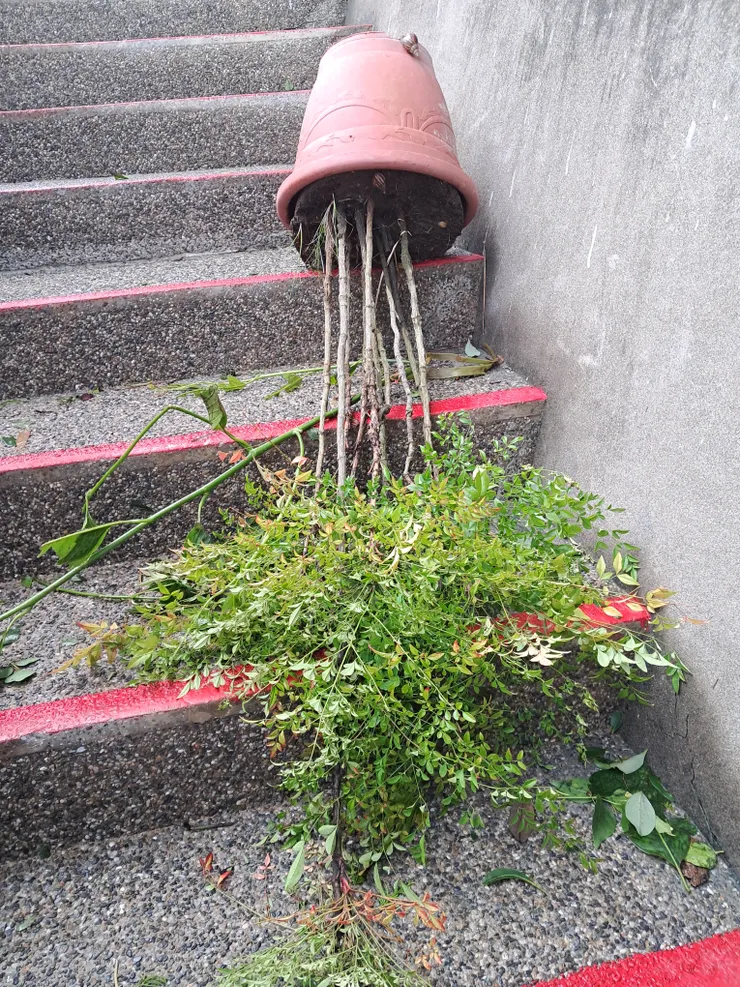 吹倒翻覆的盆栽