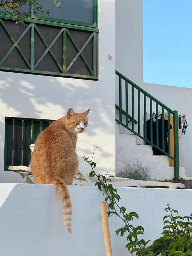 綠白色房子配橘貓～