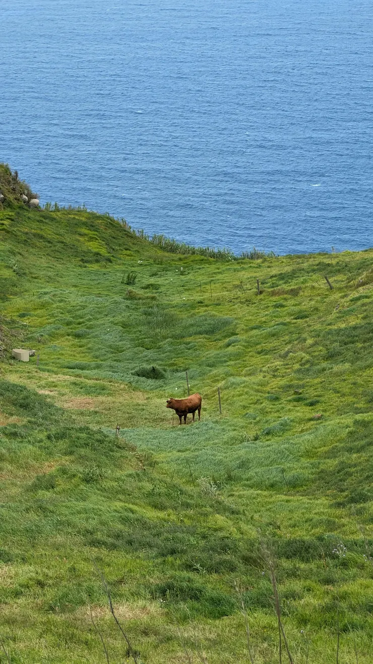 如果可以選擇?牛會想進入宮廷,還是在曠野中漫遊?