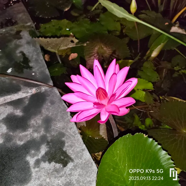 OPPO手機閃光燈拍照