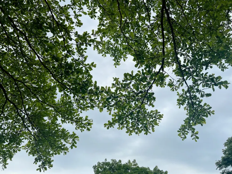 好哦，沒有棉花與鐵的照片，看看我今天在三芝遇到的小葉欖仁，天氣沒有太好，不然會更漂亮的！