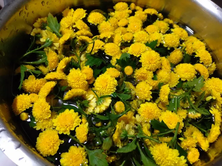 菊花茶~杭菊 回家煮茶喝