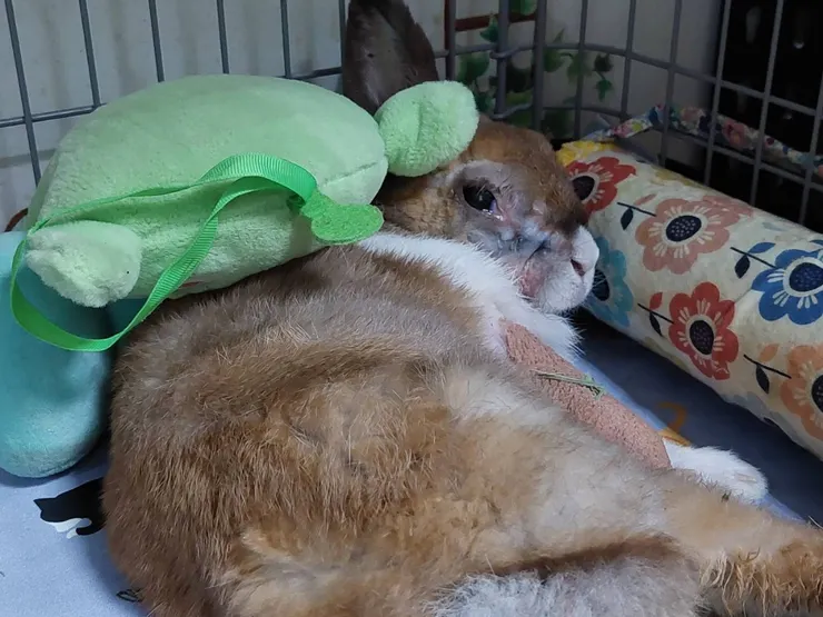 流眼淚了啦!快幫我擦眼淚!